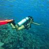 Roberta Ibba diving with a school of fish