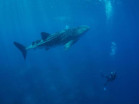 PADI AmbassaDiver - Afelandra Gonzalez