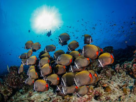 PADI AmbassaDiver - Khaled Zaki