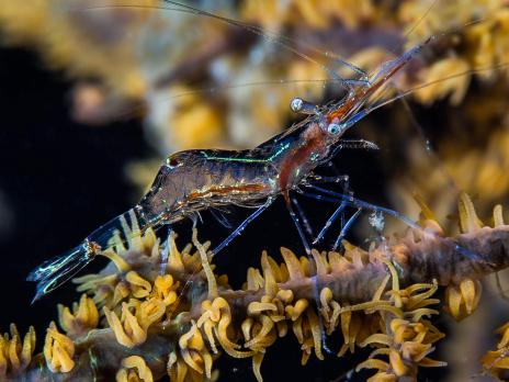 PADI AmbassaDiver - Khaled Zaki