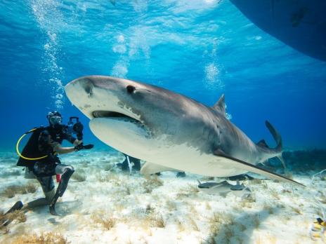 PADI AmbassaDiver - Mike Coots