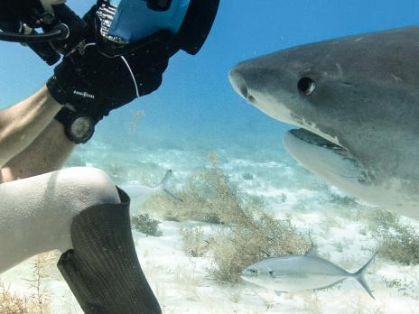 PADI AmbassaDiver - Mike Coots