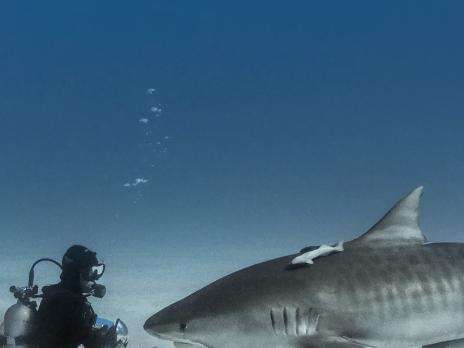 PADI AmbassaDiver - Mike Coots