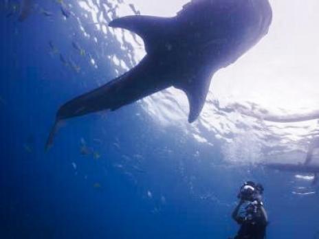 PADI AmbassaDiver - Claude Evangelista