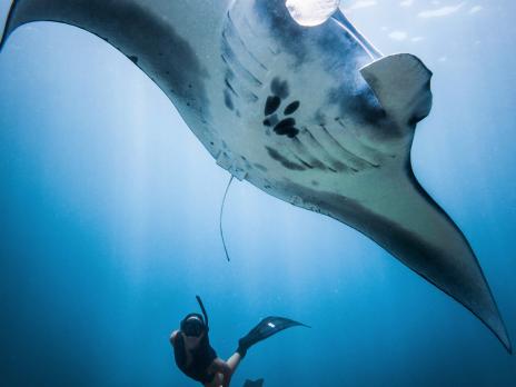 PADI AmbassaDiver -Megan Hassa