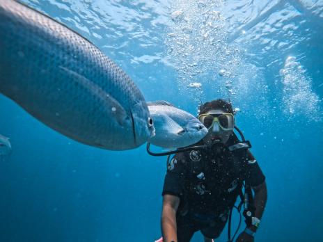 PADI AmbassaDiver Kritika Goel scuba diving and swimming with the fish.