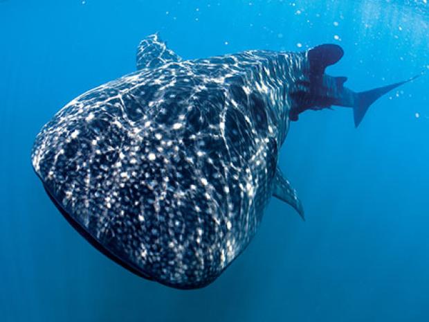 Whaleshark - Marine Life