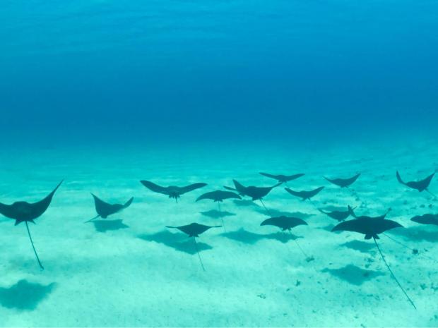 Hero - Giving Tuesday - Rays