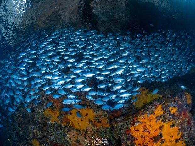 Blue MaoMao School of Fish