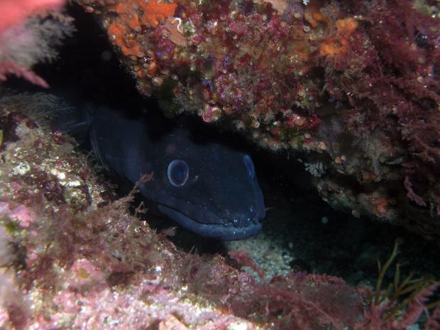 Conger Eel 