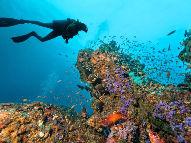 Scuba diver diving near beautiful coral