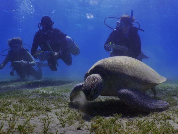 Divers Surveying Turtles