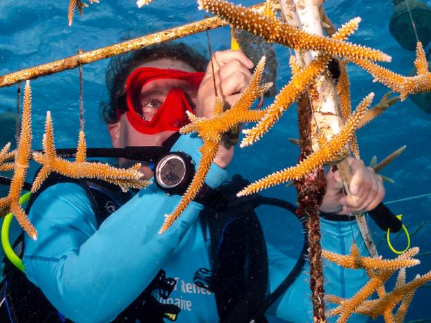 Environmental jobs for divers