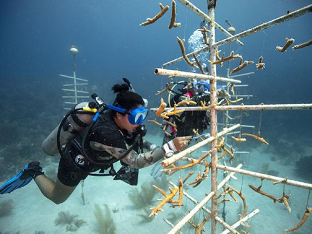 Divers looking at an underwater sculpture.
