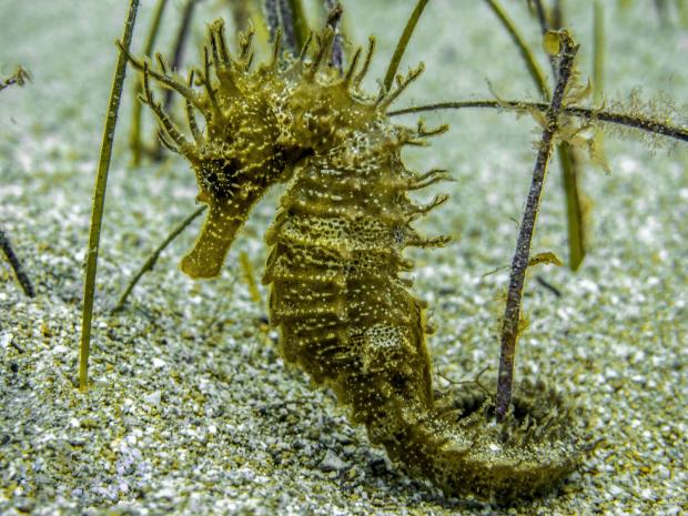 The Seahorse Trust-A Local Seahorse
