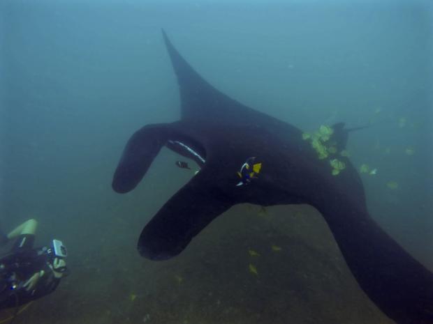 Iguana Divers - photo ID manta