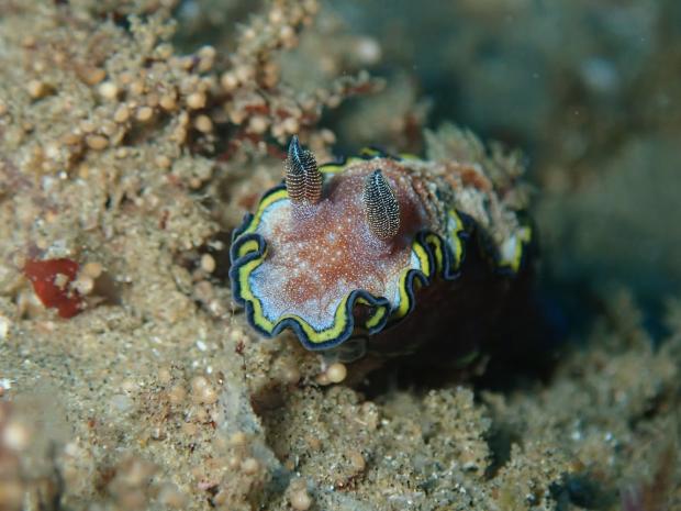 Reef Divers - Rhinophores on Nudi