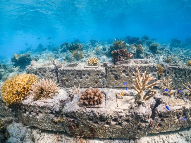 TRACC Borneo - Coral restoration by TRACC