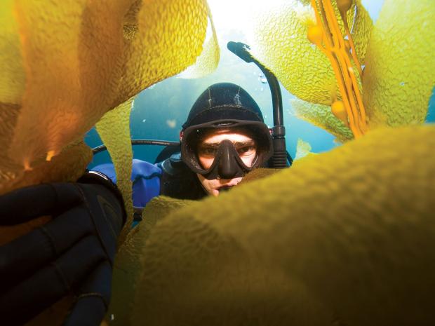 Channel Islands - Kelp Diver