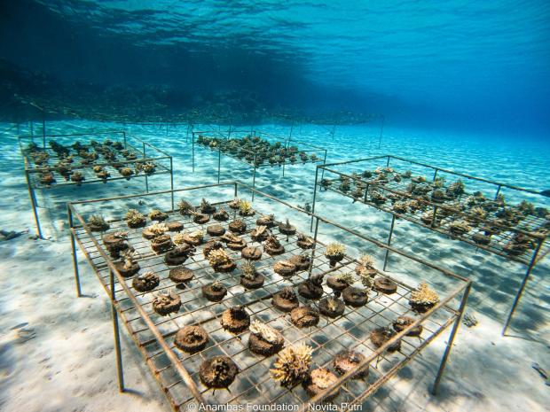 Anambas Foundation - Coral Nursery Table
