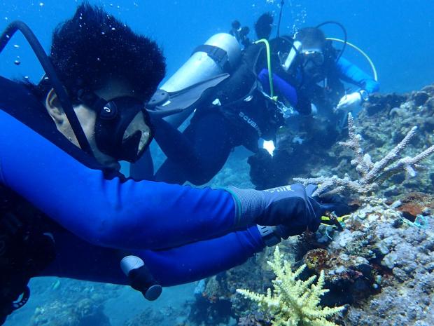 Sea Communities Coral Transplant