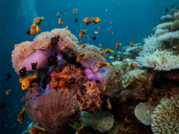 School of fish swimming near the coral reef.