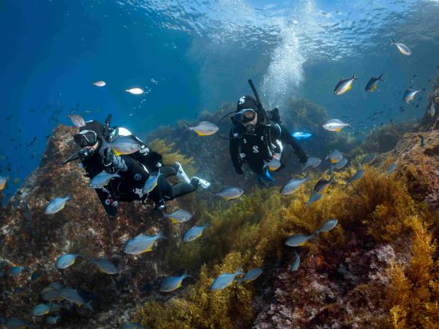 Scuba divers with a shoal of fish