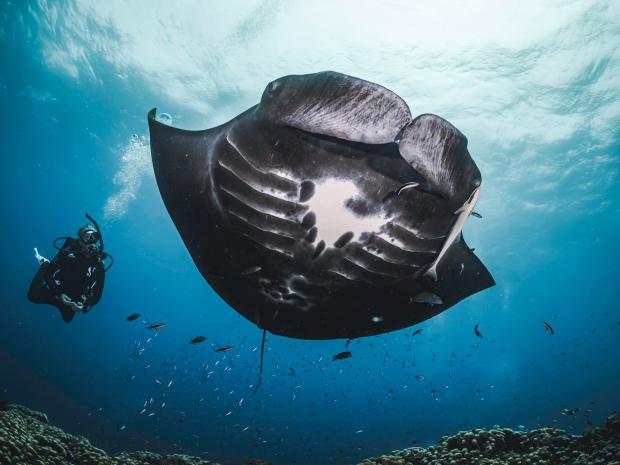 Diver swimming with a sting ray