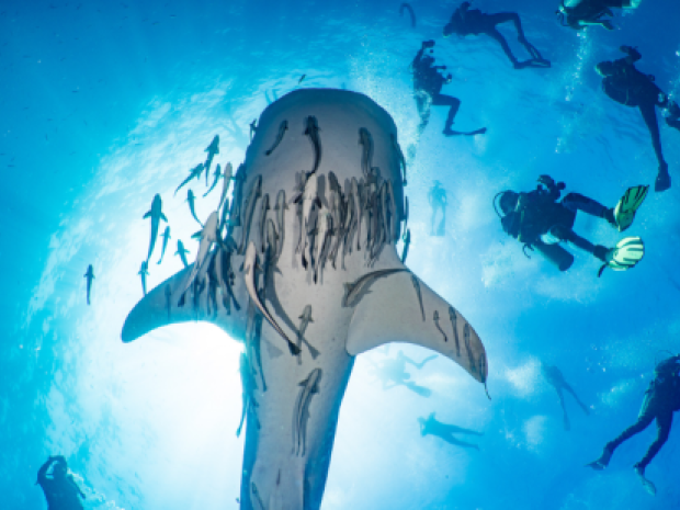 Shark underwater with divers