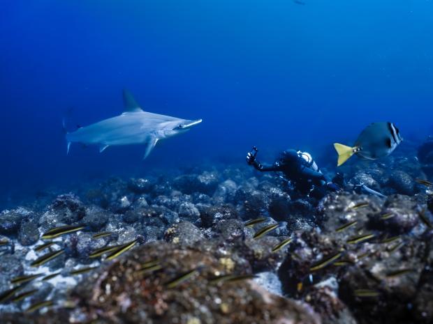 Pol Ramos scuba diving exploring marine life