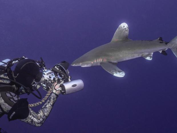 Tobias Friedrich scuba diving with a shark