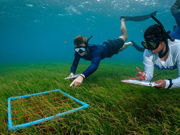 A couple of divers surveying the ocean.