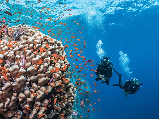 A couple of divers swimming past a school of fish.