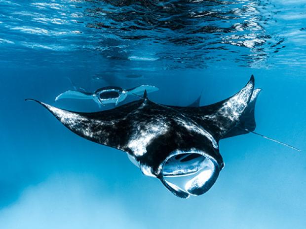 A close up of a ray.
