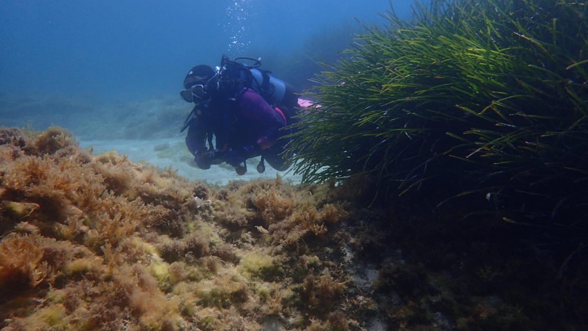 Diver surveying for seahorses