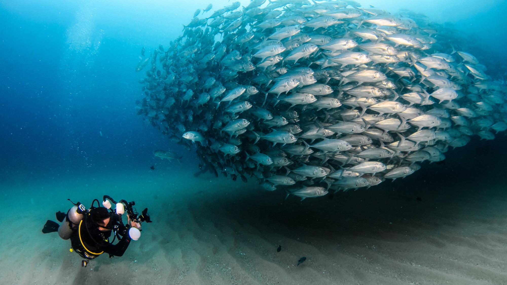 merry-giveaway-pelican-landingpage