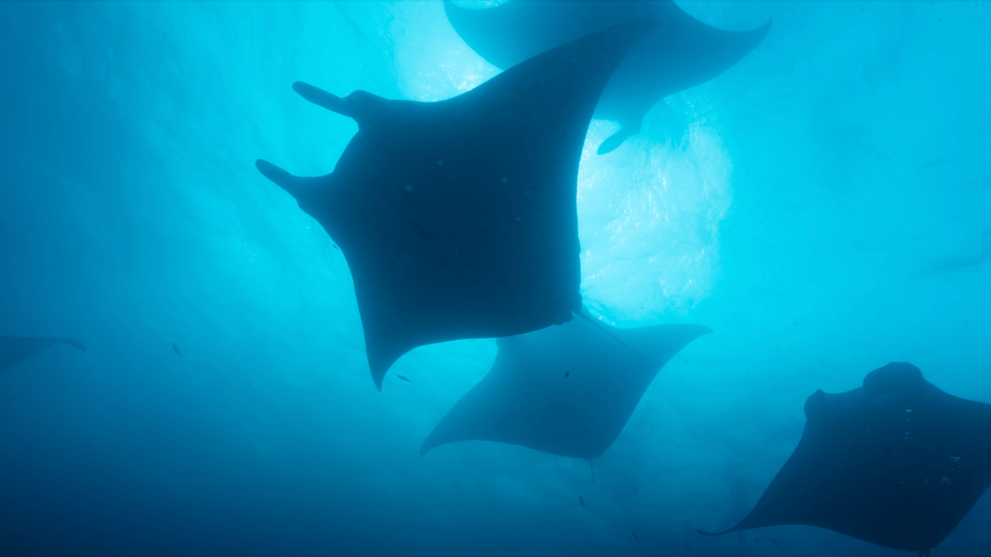 Rays swimming in the ocean