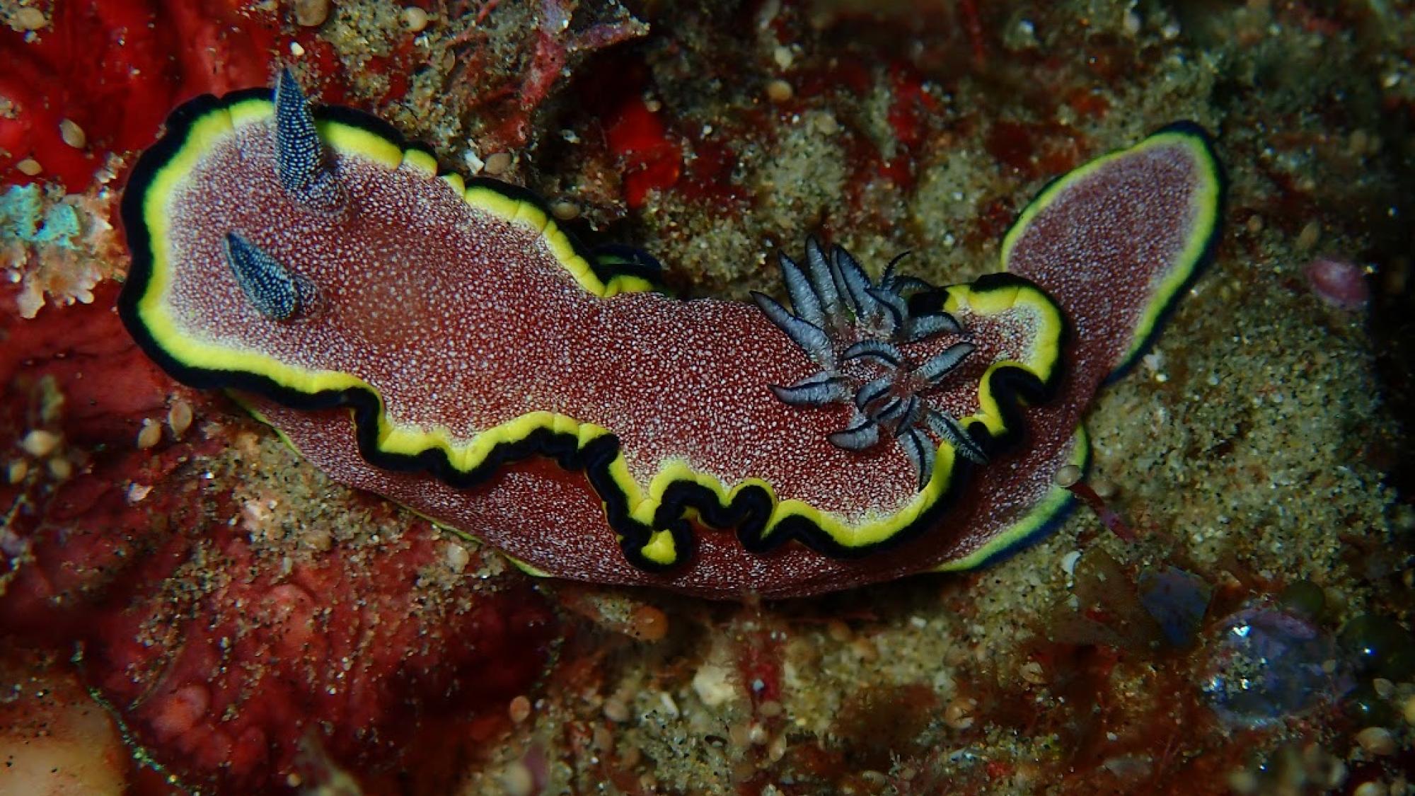 Reef Divers - Rhinophores &amp; Branchia on Nudi