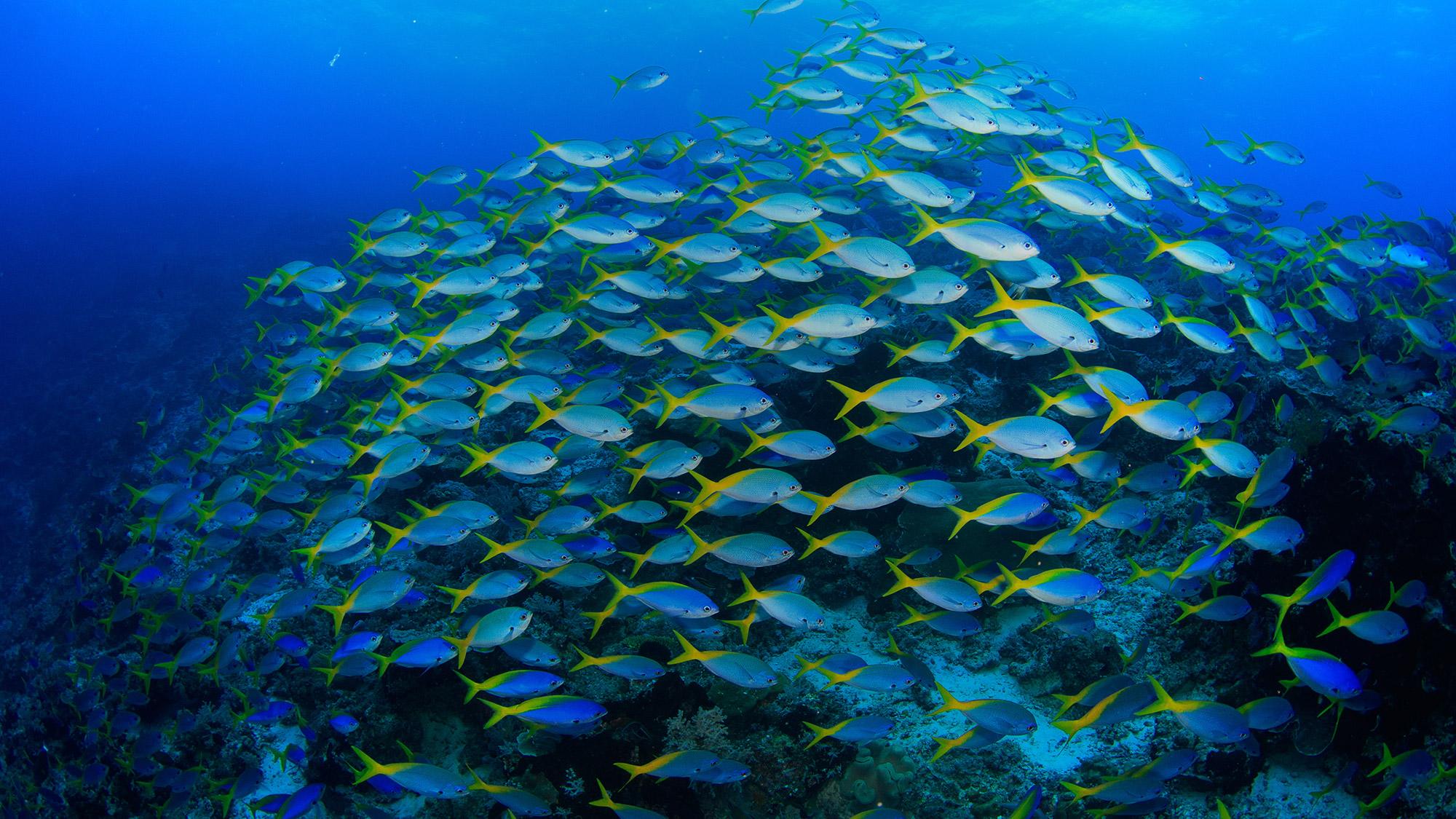 a school of fishes
