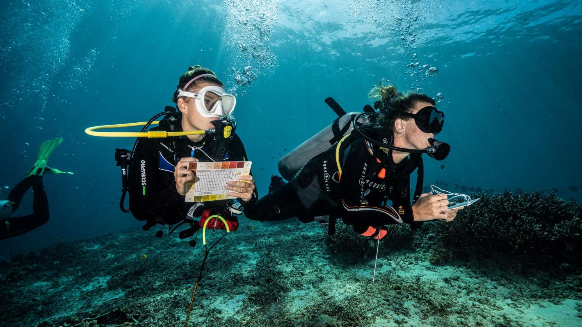Blue Corner Dive - students learning reef health monitoring