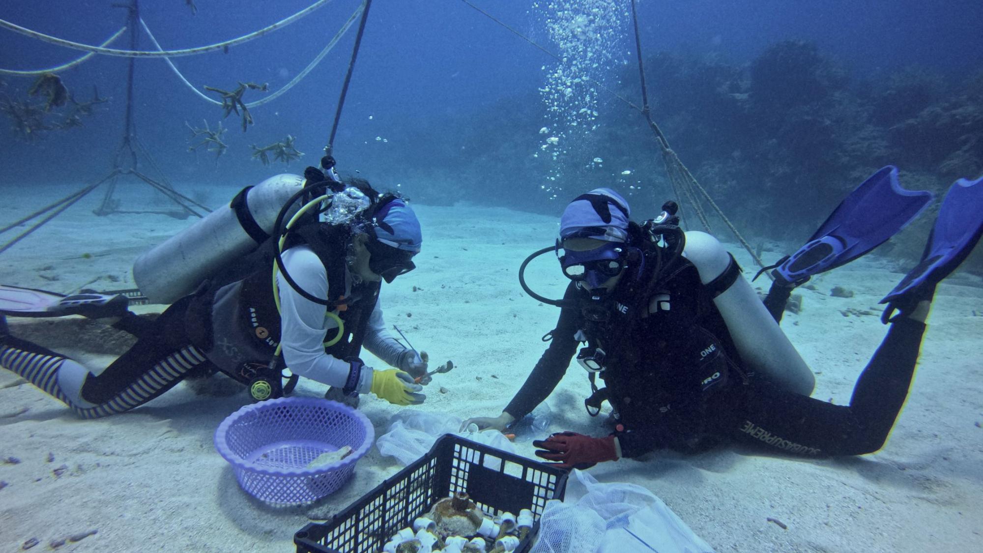 0122 Takata Experience, Coral reef restoration