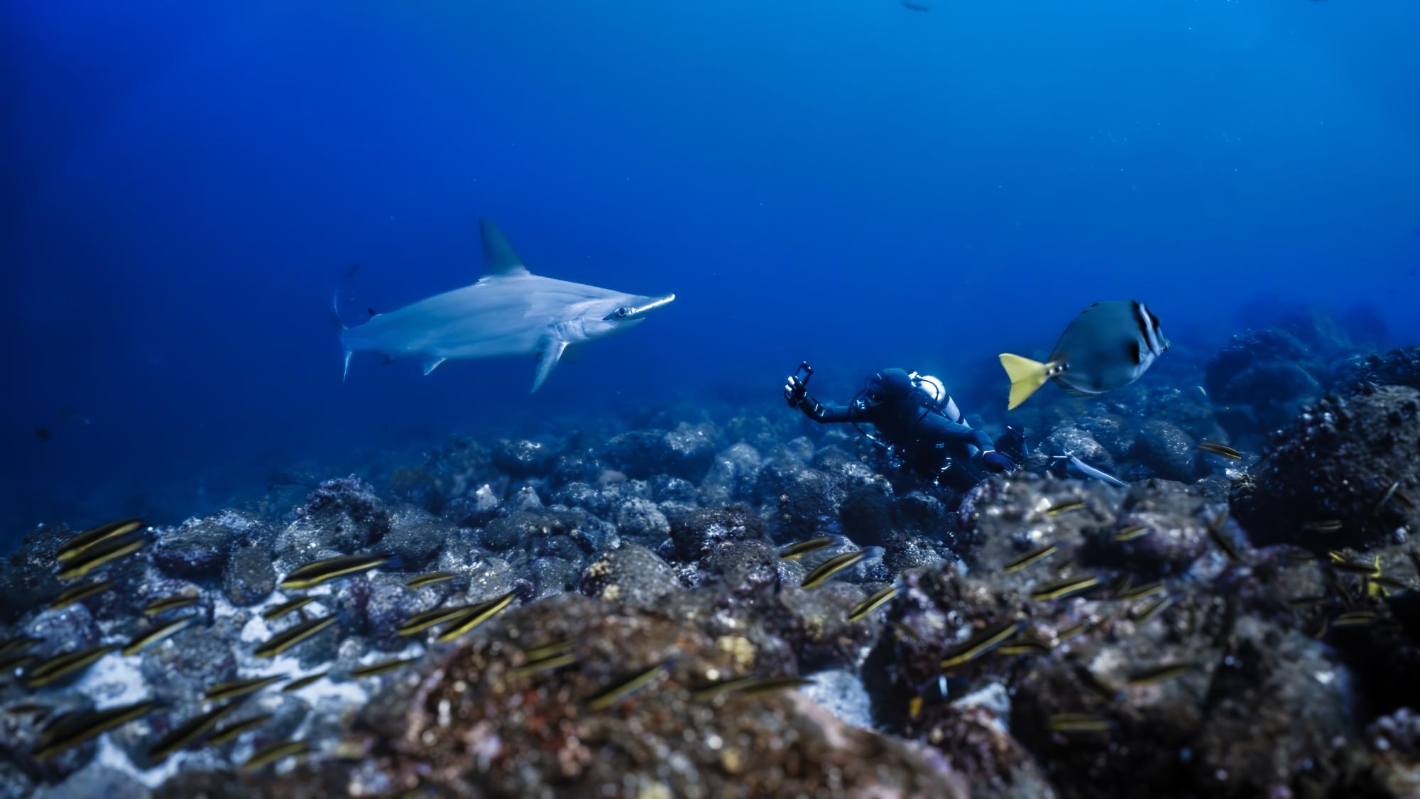 Pol Ramos scuba diving exploring marine life