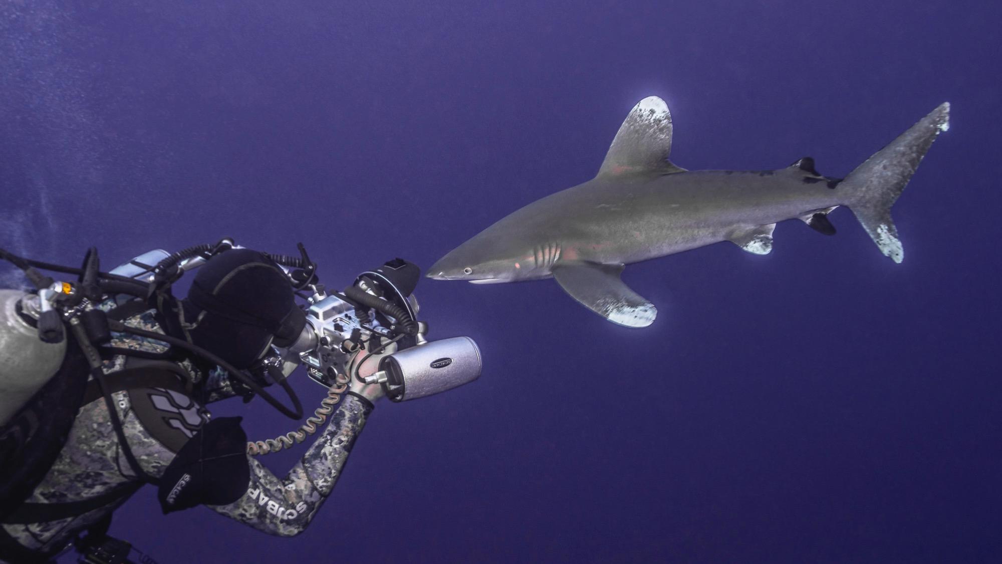 Tobias Friedrich scuba diving with a shark