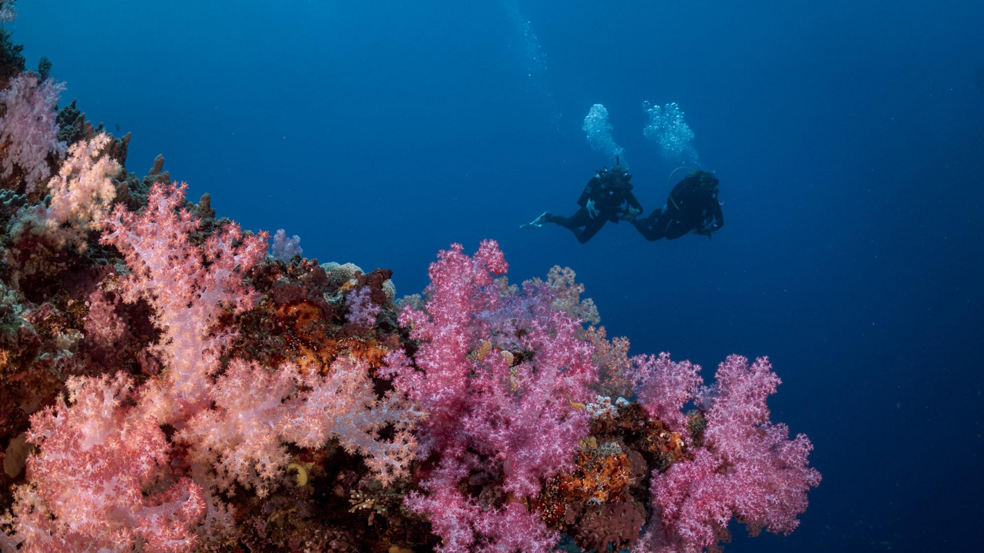 Couple of divers swimming through the ocean.