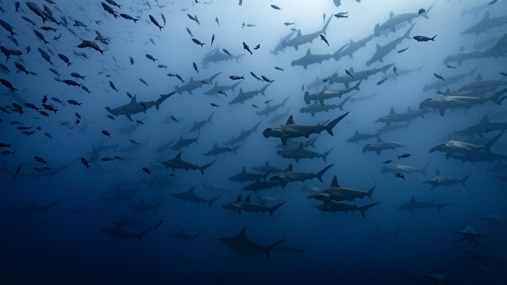 A school of hammerhead sharks.