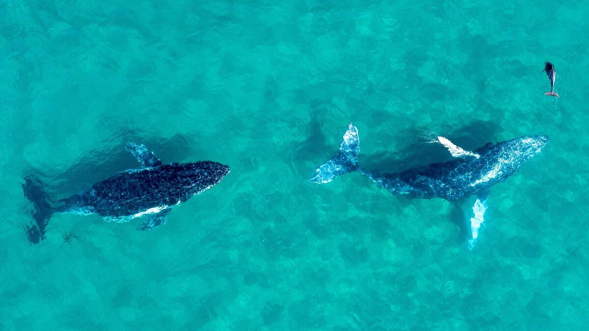 Whales shallow blue