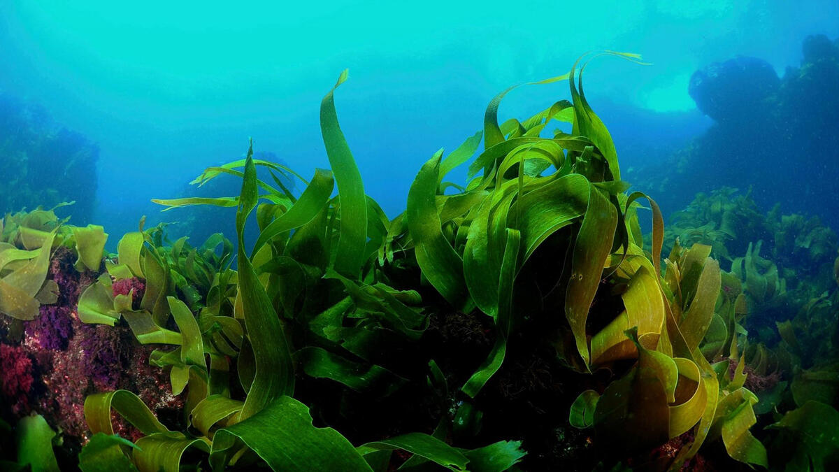 A bed of seaweed.