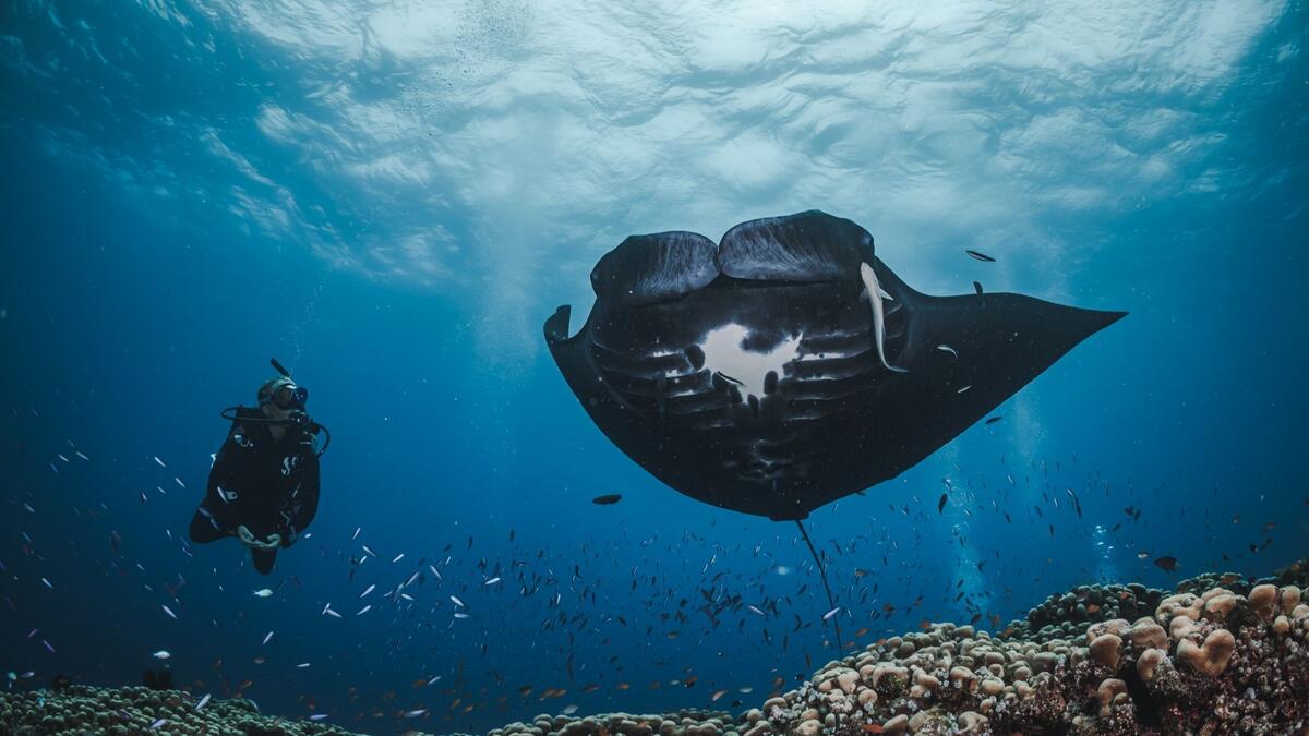 Diver next to a manta ray in a reef